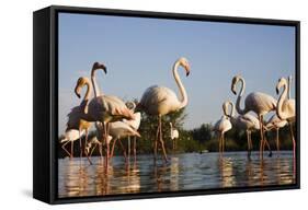Greater Flamingos (Phoenicopterus Roseus) in Lagoon, Camargue, France, April 2009-Allofs-Framed Stretched Canvas