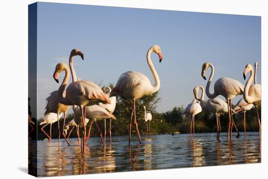 Greater Flamingos (Phoenicopterus Roseus) in Lagoon, Camargue, France, April 2009-Allofs-Stretched Canvas