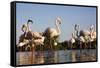 Greater Flamingos (Phoenicopterus Roseus) in Lagoon, Camargue, France, April 2009-Allofs-Framed Stretched Canvas