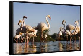 Greater Flamingos (Phoenicopterus Roseus) in Lagoon, Camargue, France, April 2009-Allofs-Framed Stretched Canvas