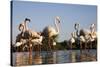 Greater Flamingos (Phoenicopterus Roseus) in Lagoon, Camargue, France, April 2009-Allofs-Stretched Canvas