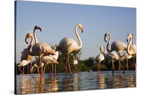 Greater Flamingos (Phoenicopterus Roseus) in Lagoon, Camargue, France, April 2009-Allofs-Stretched Canvas