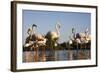 Greater Flamingos (Phoenicopterus Roseus) in Lagoon, Camargue, France, April 2009-Allofs-Framed Photographic Print