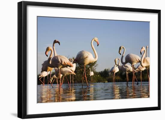 Greater Flamingos (Phoenicopterus Roseus) in Lagoon, Camargue, France, April 2009-Allofs-Framed Photographic Print