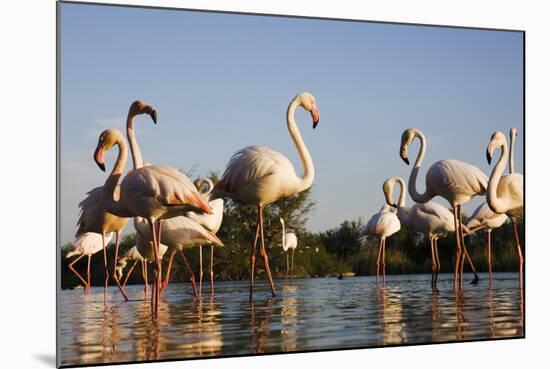 Greater Flamingos (Phoenicopterus Roseus) in Lagoon, Camargue, France, April 2009-Allofs-Mounted Photographic Print