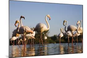 Greater Flamingos (Phoenicopterus Roseus) in Lagoon, Camargue, France, April 2009-Allofs-Mounted Photographic Print