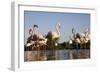 Greater Flamingos (Phoenicopterus Roseus) in Lagoon, Camargue, France, April 2009-Allofs-Framed Photographic Print