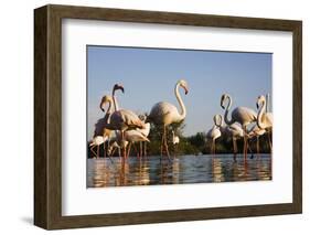 Greater Flamingos (Phoenicopterus Roseus) in Lagoon, Camargue, France, April 2009-Allofs-Framed Photographic Print