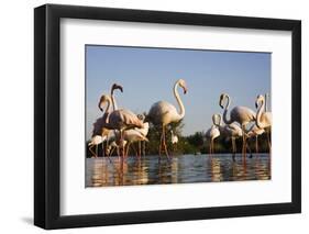 Greater Flamingos (Phoenicopterus Roseus) in Lagoon, Camargue, France, April 2009-Allofs-Framed Photographic Print