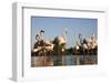 Greater Flamingos (Phoenicopterus Roseus) in Lagoon, Camargue, France, April 2009-Allofs-Framed Photographic Print