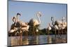 Greater Flamingos (Phoenicopterus Roseus) in Lagoon, Camargue, France, April 2009-Allofs-Mounted Photographic Print