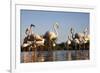 Greater Flamingos (Phoenicopterus Roseus) in Lagoon, Camargue, France, April 2009-Allofs-Framed Photographic Print