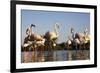 Greater Flamingos (Phoenicopterus Roseus) in Lagoon, Camargue, France, April 2009-Allofs-Framed Photographic Print