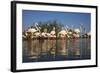 Greater Flamingos (Phoenicopterus Roseus) in Lagoon, Camargue, France, April 2009-Allofs-Framed Photographic Print