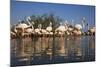 Greater Flamingos (Phoenicopterus Roseus) in Lagoon, Camargue, France, April 2009-Allofs-Mounted Photographic Print