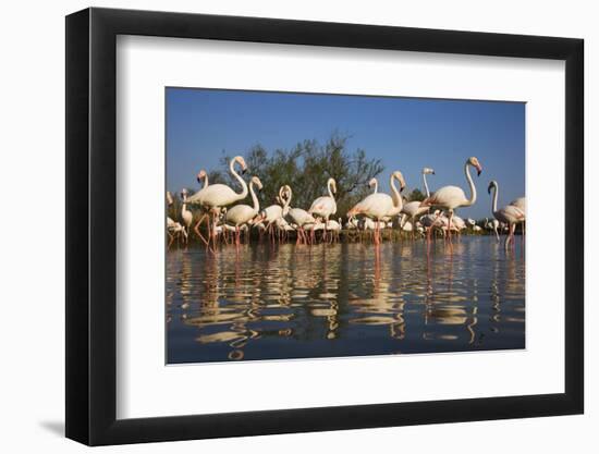 Greater Flamingos (Phoenicopterus Roseus) in Lagoon, Camargue, France, April 2009-Allofs-Framed Photographic Print