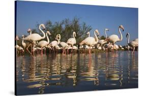 Greater Flamingos (Phoenicopterus Roseus) in Lagoon, Camargue, France, April 2009-Allofs-Stretched Canvas