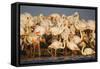Greater Flamingos (Phoenicopterus Roseus) Part of Breeding Colony, Camargue, France-Allofs-Framed Stretched Canvas