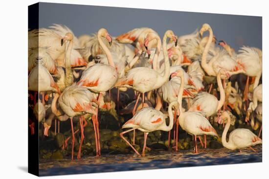 Greater Flamingos (Phoenicopterus Roseus) Part of Breeding Colony, Camargue, France-Allofs-Stretched Canvas