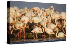 Greater Flamingos (Phoenicopterus Roseus) Part of Breeding Colony, Camargue, France-Allofs-Stretched Canvas