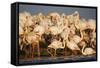 Greater Flamingos (Phoenicopterus Roseus) Part of Breeding Colony, Camargue, France-Allofs-Framed Stretched Canvas