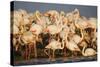 Greater Flamingos (Phoenicopterus Roseus) Part of Breeding Colony, Camargue, France-Allofs-Stretched Canvas