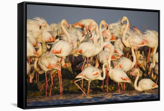 Greater Flamingos (Phoenicopterus Roseus) Part of Breeding Colony, Camargue, France-Allofs-Framed Stretched Canvas