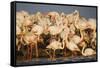 Greater Flamingos (Phoenicopterus Roseus) Part of Breeding Colony, Camargue, France-Allofs-Framed Stretched Canvas