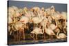 Greater Flamingos (Phoenicopterus Roseus) Part of Breeding Colony, Camargue, France-Allofs-Stretched Canvas