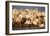 Greater Flamingos (Phoenicopterus Roseus) Part of Breeding Colony, Camargue, France-Allofs-Framed Photographic Print