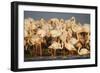 Greater Flamingos (Phoenicopterus Roseus) Part of Breeding Colony, Camargue, France-Allofs-Framed Photographic Print