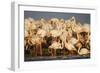 Greater Flamingos (Phoenicopterus Roseus) Part of Breeding Colony, Camargue, France-Allofs-Framed Photographic Print