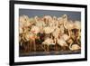 Greater Flamingos (Phoenicopterus Roseus) Part of Breeding Colony, Camargue, France-Allofs-Framed Photographic Print