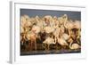 Greater Flamingos (Phoenicopterus Roseus) Part of Breeding Colony, Camargue, France-Allofs-Framed Photographic Print