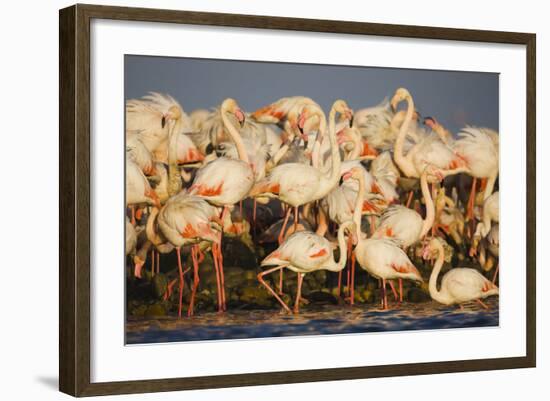 Greater Flamingos (Phoenicopterus Roseus) Part of Breeding Colony, Camargue, France-Allofs-Framed Photographic Print