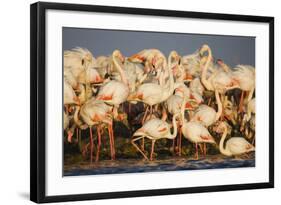 Greater Flamingos (Phoenicopterus Roseus) Part of Breeding Colony, Camargue, France-Allofs-Framed Photographic Print