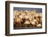 Greater Flamingos (Phoenicopterus Roseus) Part of Breeding Colony, Camargue, France-Allofs-Framed Photographic Print