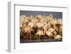 Greater Flamingos (Phoenicopterus Roseus) Part of Breeding Colony, Camargue, France-Allofs-Framed Photographic Print