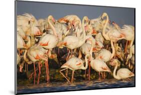 Greater Flamingos (Phoenicopterus Roseus) Part of Breeding Colony, Camargue, France-Allofs-Mounted Photographic Print