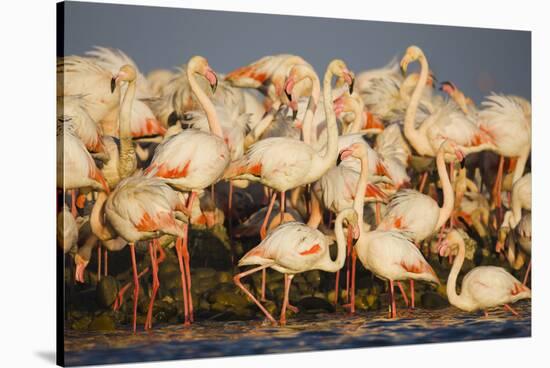 Greater Flamingos (Phoenicopterus Roseus) Part of Breeding Colony, Camargue, France-Allofs-Stretched Canvas