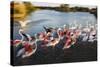 Greater Flamingos (Phoenicopterus Roseus) Taking Off from Lagoon, Camargue, France, April 2009-Allofs-Stretched Canvas