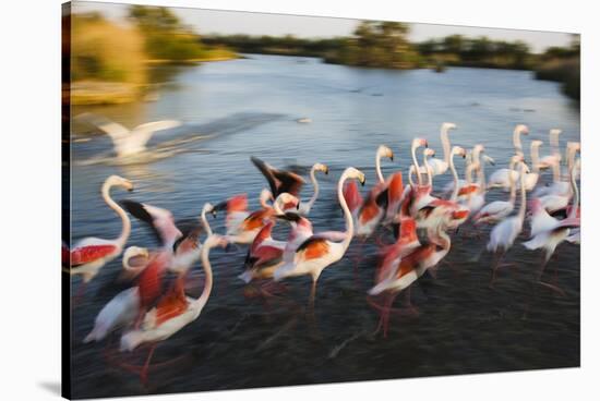 Greater Flamingos (Phoenicopterus Roseus) Taking Off from Lagoon, Camargue, France, April 2009-Allofs-Stretched Canvas