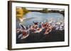 Greater Flamingos (Phoenicopterus Roseus) Taking Off from Lagoon, Camargue, France, April 2009-Allofs-Framed Photographic Print