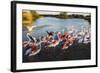 Greater Flamingos (Phoenicopterus Roseus) Taking Off from Lagoon, Camargue, France, April 2009-Allofs-Framed Photographic Print