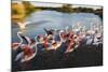 Greater Flamingos (Phoenicopterus Roseus) Taking Off from Lagoon, Camargue, France, April 2009-Allofs-Mounted Photographic Print