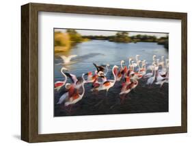 Greater Flamingos (Phoenicopterus Roseus) Taking Off from Lagoon, Camargue, France, April 2009-Allofs-Framed Photographic Print