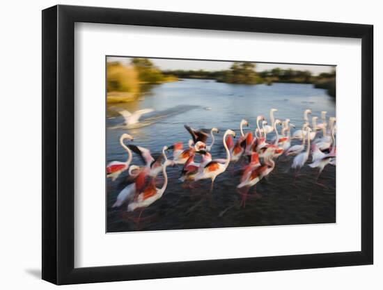 Greater Flamingos (Phoenicopterus Roseus) Taking Off from Lagoon, Camargue, France, April 2009-Allofs-Framed Photographic Print