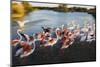 Greater Flamingos (Phoenicopterus Roseus) Taking Off from Lagoon, Camargue, France, April 2009-Allofs-Mounted Photographic Print