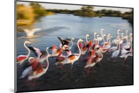 Greater Flamingos (Phoenicopterus Roseus) Taking Off from Lagoon, Camargue, France, April 2009-Allofs-Mounted Photographic Print