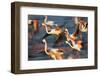 Greater Flamingos (Phoenicopterus Roseus) Taking Off from Lagoon, Camargue, France, May 2009-Allofs-Framed Photographic Print